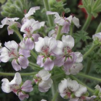 Пеларгония кортузолистная (Pelargonium cortusifolium)
