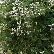 Пеларгония трехнадрезная (Pelargonium trifidum)