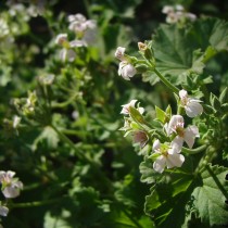 Пеларгония ароматнейшая (Pelargonium odoratissimum)