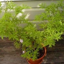 Пеларгония розовая (Pelargonium radens)