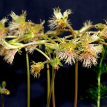 Пеларгония Боукера (Pelargonium bowkeri)