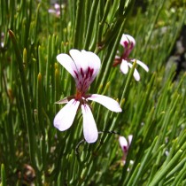Пеларгония гладкая (Pelargonium laevigatum)