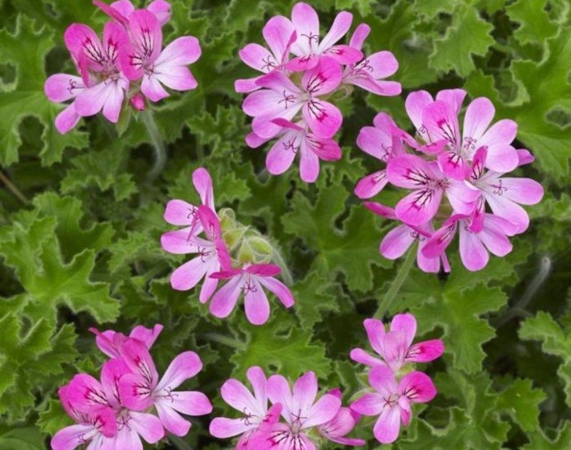 Пеларгония головчатая (Pelargonium capitatum)