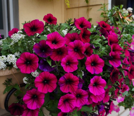 Петуния 'Shock Wave Deep Purple'