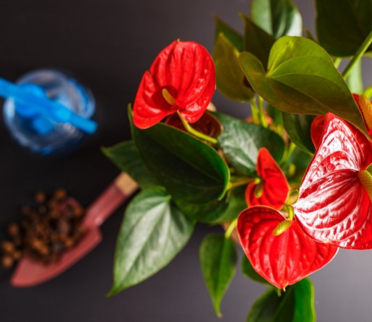 Монстеры, антуриумы, каладиумы — чего хотят все растения семейства Ароидные?