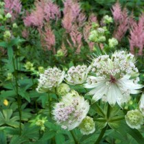 Астранция 'Sunningdale Variegated'