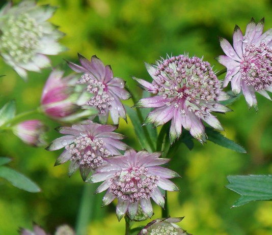 Астранция — неподражаемый многолетник, о котором многие не знают