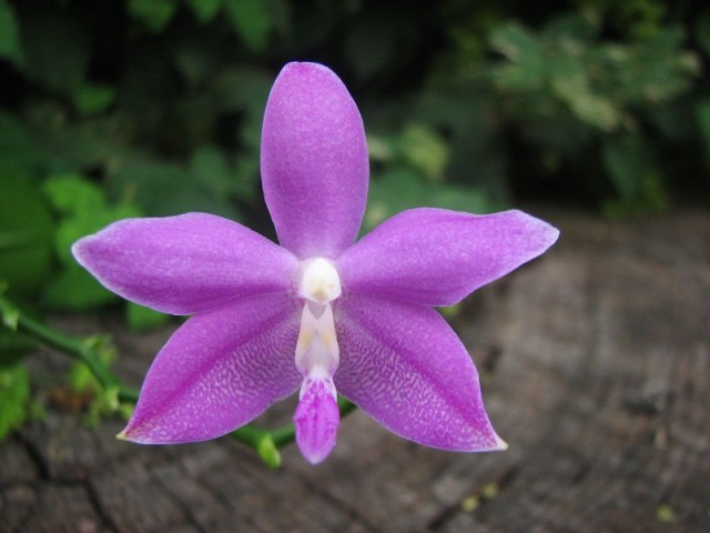 Фаленопсис тетраспис 'Purple Blue'