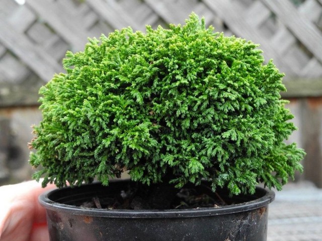 Кипарисовик горохоплодный (Chamaecyparis pisifera)