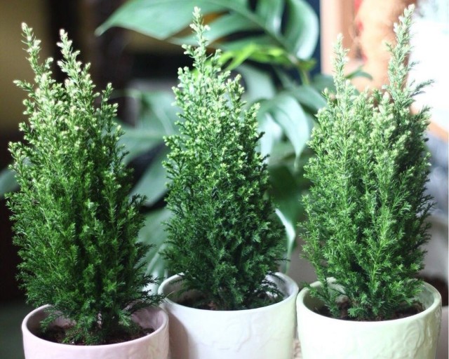 Кипарисовик Лавсона «Элвуди» (Chamaecyparis lawsoniana 'Elwoodii')