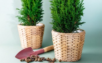 Кипарисовик — лучшее хвойное растение для очищения воздуха в комнатах