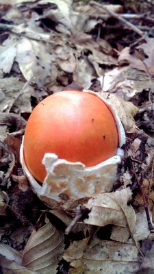 Яичник (Цезарский гриб)