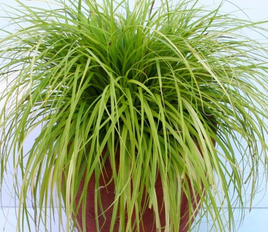 Декоративная осока — одно из самых изящных комнатных растений - Редкие и необычные Декоративная осока — одно из самых изящных комнатных растений