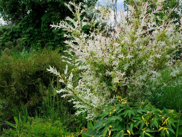 Ива цельнолистная «Хакуро Нишики» (Salix integra 'Hakuro Nishiki')