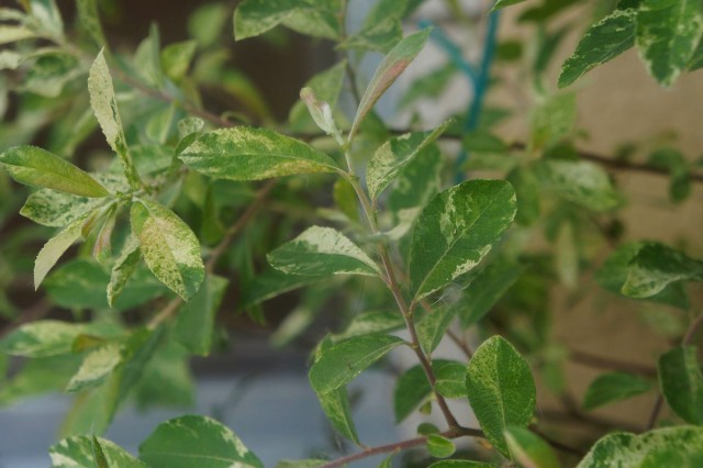 Ива пепельная «Триколор» (Salix cinerea Tricolor)