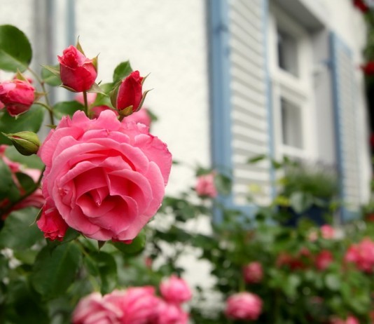 Почему мои розы никогда не болеют грибными заболеваниями - Цветы многолетние Почему мои розы никогда не болеют грибковыми заболеваниями