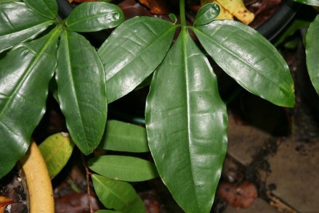 Сингониум ушковидный (Syngonium auritum)