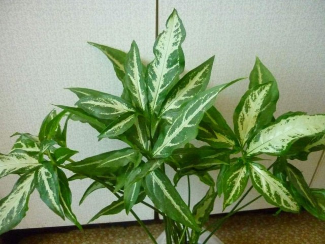 Сингониум суженный (Syngonium angustatum)