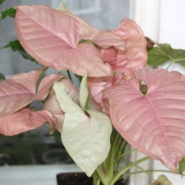 Сингониум ножколистный 'Neon Pink'