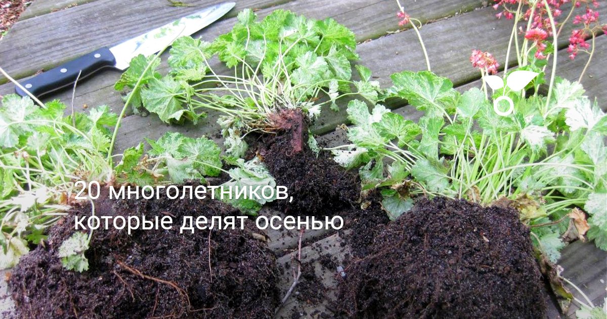 20 многолетников, которые делят осенью
