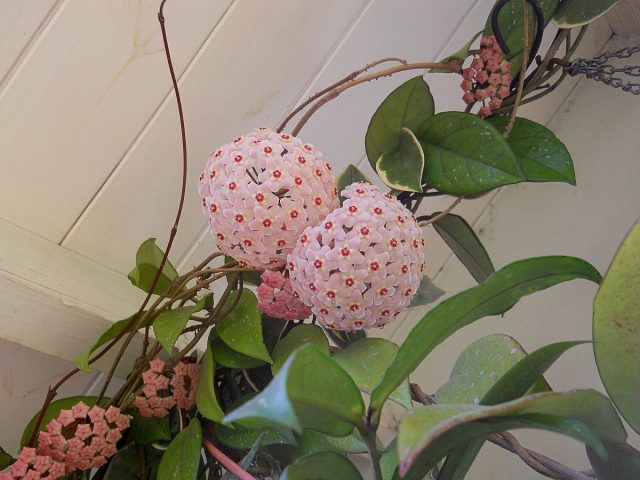 Восковой плющ, или Хойя мясистая (Hoya carnosa)