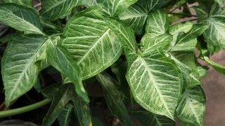 Сингониум ножколистный (Syngonium podophyllum)
