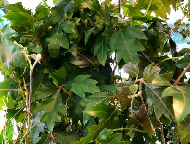 Циссус ромболистный «Эллен Даника» (Cissus Rhombifolia 'Ellen Danica')