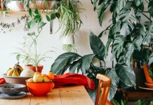 7 неприхотливых лиан, или Мои самые неубиваемые комнатные растения