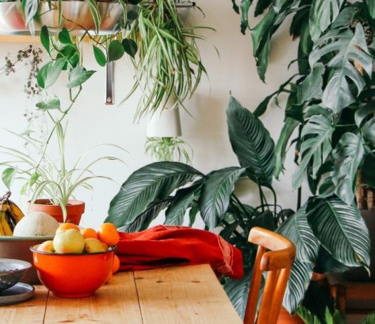 7 неприхотливых лиан, или Мои самые неубиваемые комнатные растения