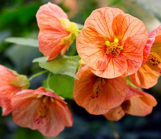 Как создать идеальные условия для абутилона?