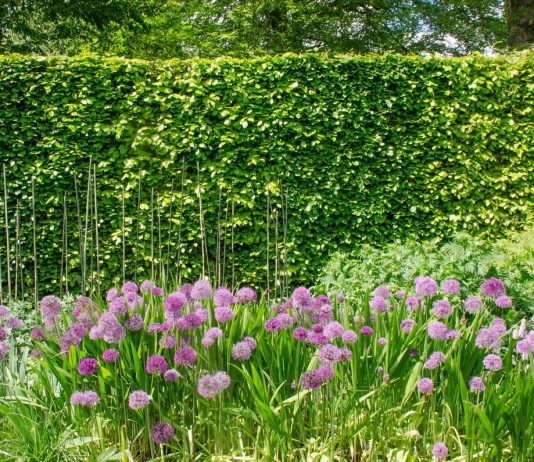 Лучшие растения для защиты участка от шума