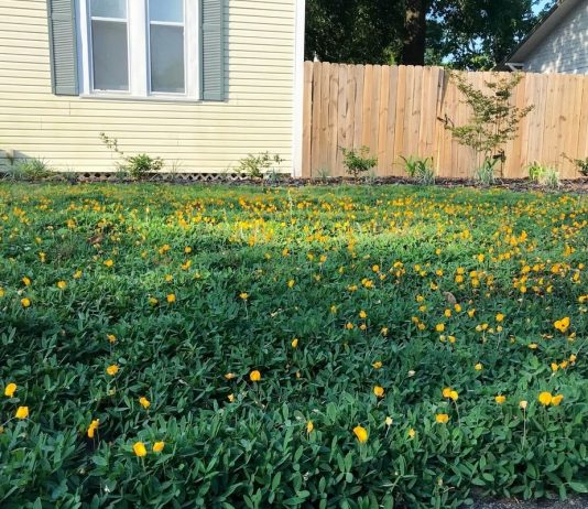 Если не газон, то что? - Цветник и ландшафт Если не газон, то что?