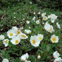 Дриада восьмилепестковая (Dryas octopetala)
