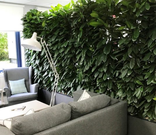 Почему не растет фикус Циатистипула?