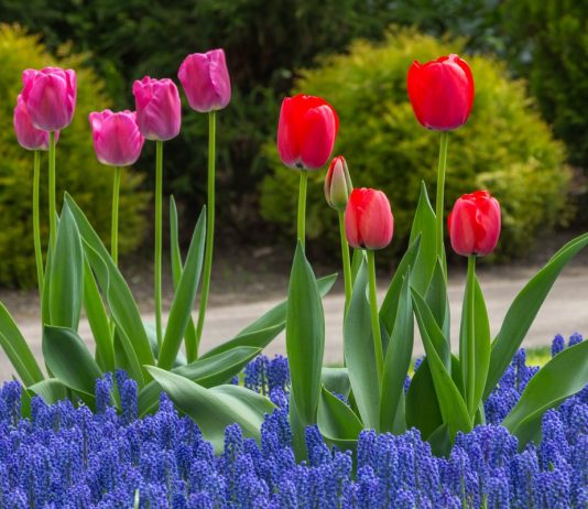 Где посадить весенние луковичные? 5 правильных решений - Цветник и ландшафт Где посадить весенние луковичные? 5 правильных решений