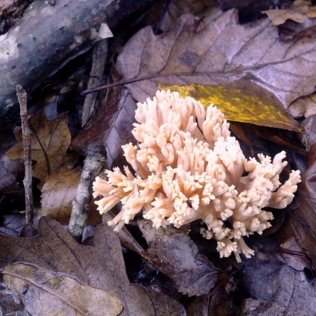 Рамария золотистая (Ramaria aurea)