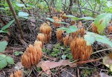 Рамария обыкновенная (Ramaria eumorpha)