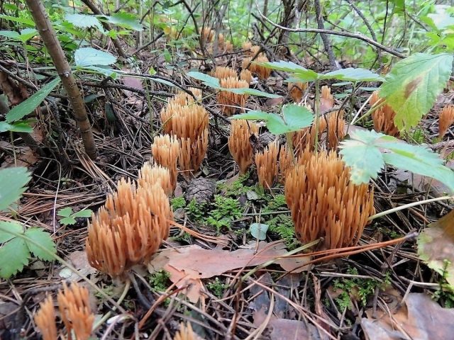 Рамария обыкновенная (Ramaria eumorpha)