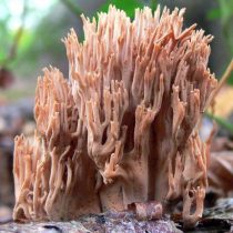 Рамария жёсткая (Ramaria stricta)