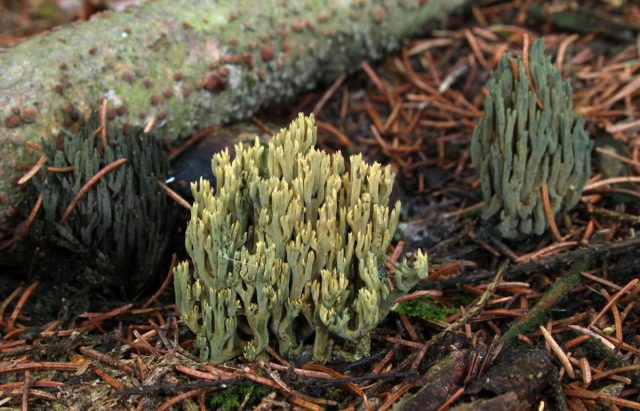 Феоклавулина пихтовая, или Рамария охряно-зеленеющая (Phaeoclavulina abietina)