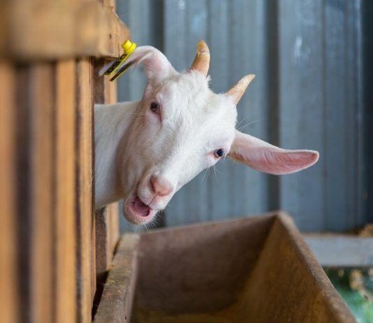 Как и чем кормить коз? - Животные Как и чем кормить коз?