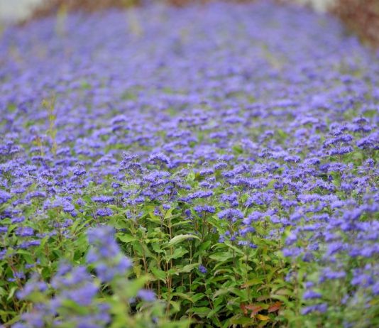 Кариоптерис — нет ничего проще и красивее - Цветник и ландшафт Кариоптерис — нет ничего проще и красивее