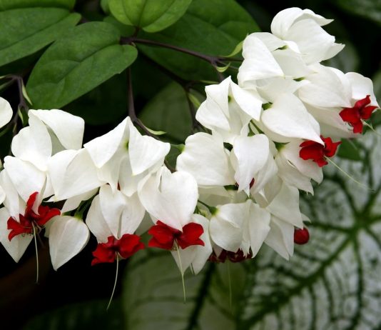 Почему не цветет клеродендрум?