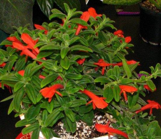 10 ошибок при выращивании колумнеи