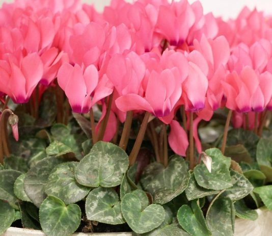 Почему засыхает комнатный цикламен?