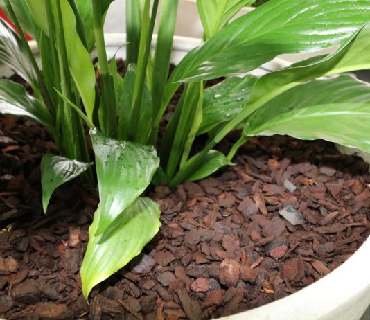 Мульча для комнатных растений — и полезно, и красиво