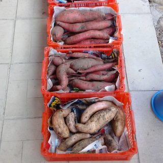 Батат «Манчжурский» (светлый с краю)