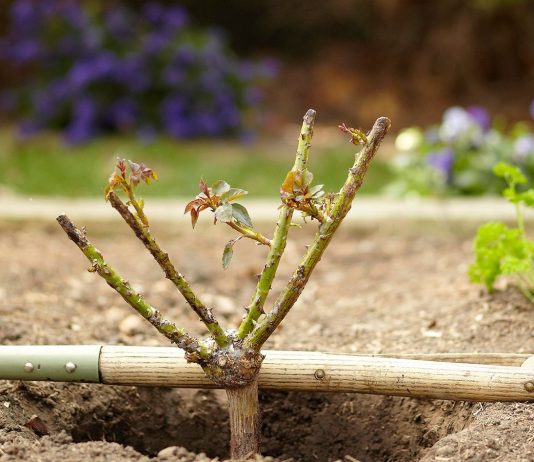 Правила посадки роз осенью