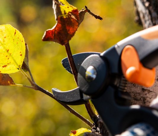 Тонкости осенней обрезки — что резать, когда и зачем