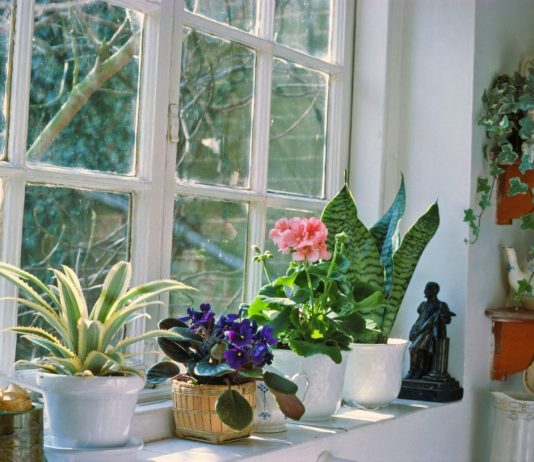 Важные особенности осеннего ухода за комнатными растениями - Бромелиевые Важные особенности осеннего ухода за комнатными растениями